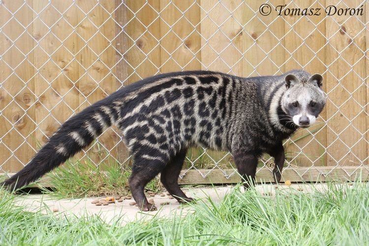 African Civet in Tanzania
